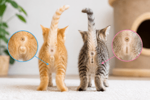 What Does a Boy Cat Look Like? How to Tell Male vs. Female Cats and Kittens